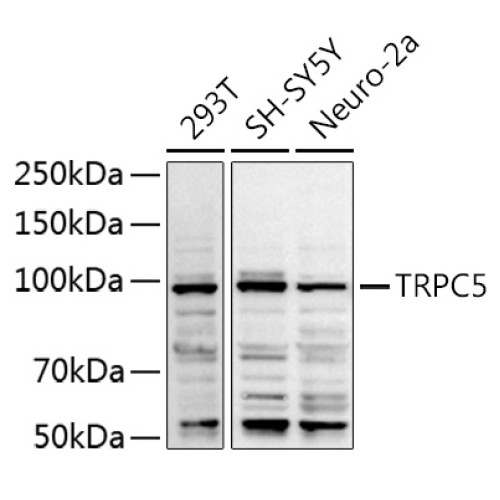 TRPC5 Rabbit pAb