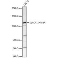 SERCA1/ATP2A1 Rabbit pAb