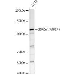SERCA1/ATP2A1 Rabbit pAb