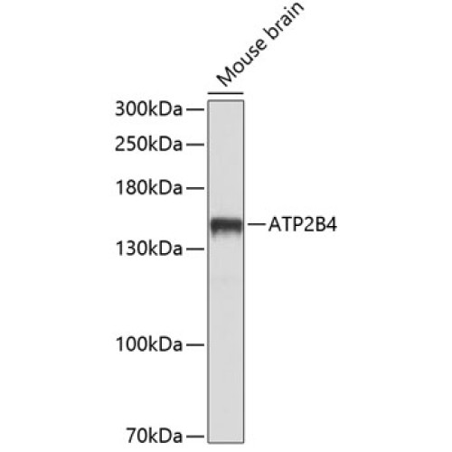 ATP2B4 Rabbit pAb