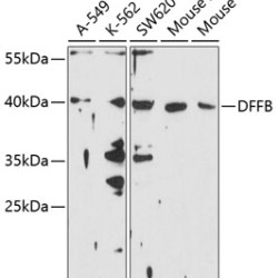 DFFB Rabbit pAb