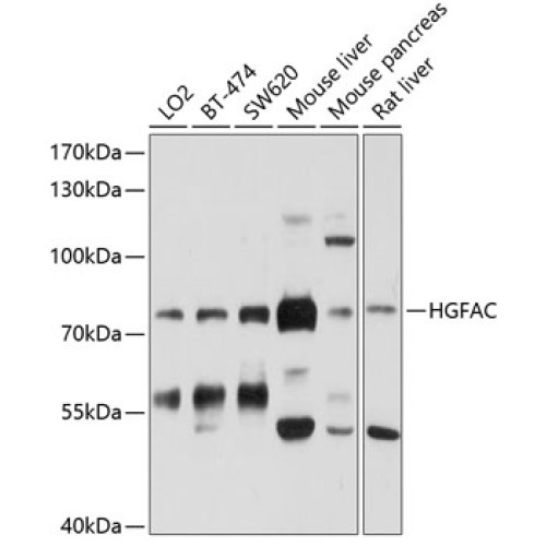 HGFAC Rabbit pAb