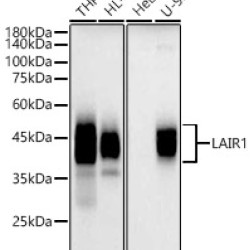 LAIR1 Rabbit pAb