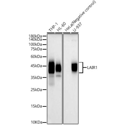 LAIR1 Rabbit pAb
