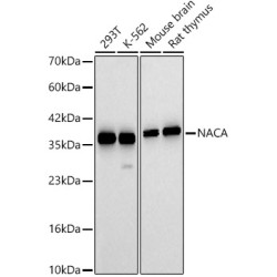 NACA Rabbit pAb