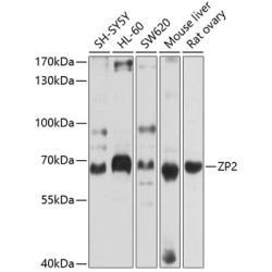 ZP2 Rabbit pAb