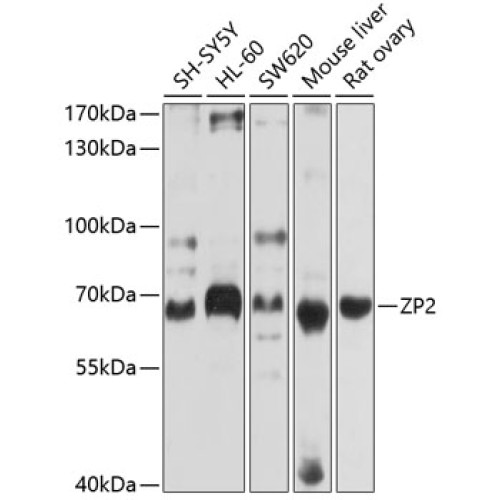 ZP2 Rabbit pAb