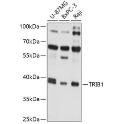 TRIB1 Rabbit pAb