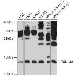 TXNL4A Rabbit pAb