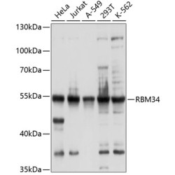 RBM34 Rabbit pAb
