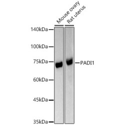 PADI1 Rabbit pAb