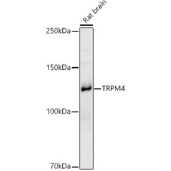 TRPM4 Rabbit pAb