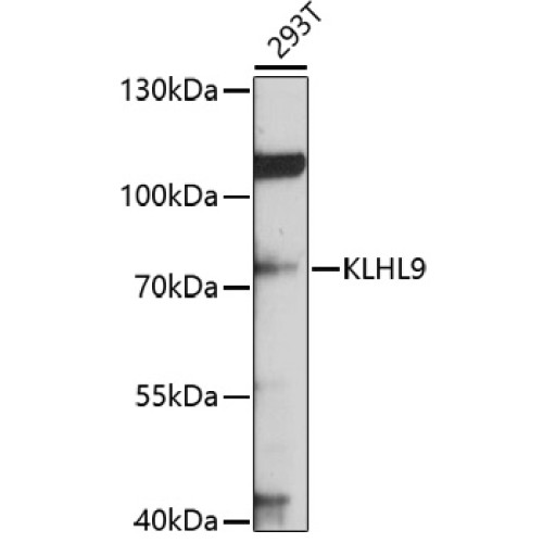 KLHL9 Rabbit pAb
