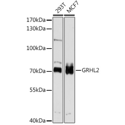 GRHL2 Rabbit pAb
