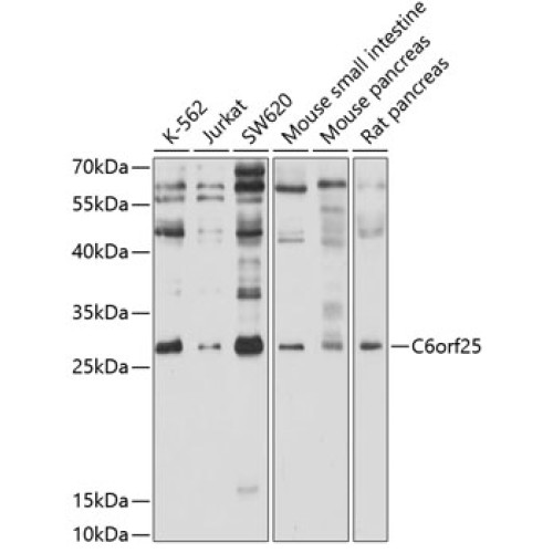C6orf25 Rabbit pAb