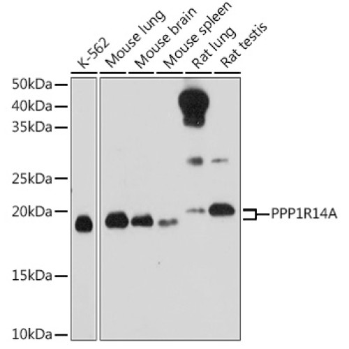 PPP1R14A Rabbit pAb