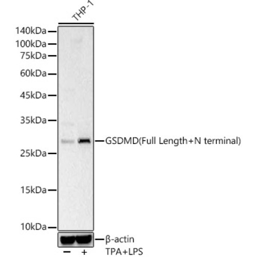 GSDMD (Full length+N terminal) Rabbit pAb