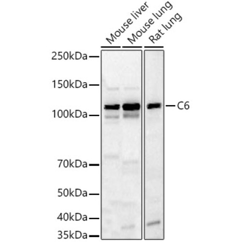 C6 Rabbit pAb