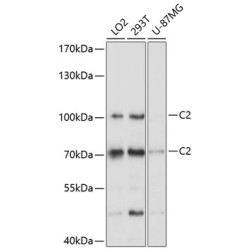 C2 Rabbit pAb