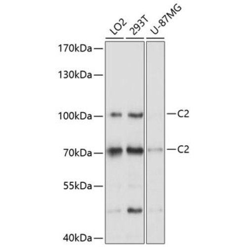 C2 Rabbit pAb