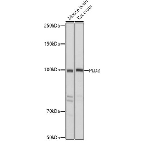 PLD2 Rabbit pAb