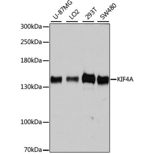 KIF4A Rabbit pAb
