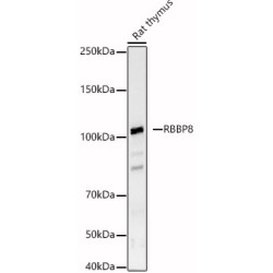 RBBP8 Rabbit pAb