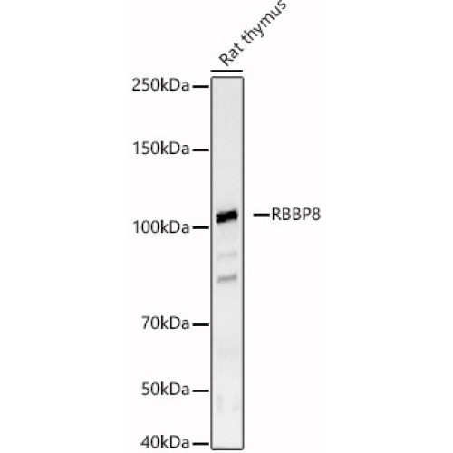 RBBP8 Rabbit pAb