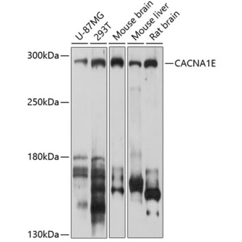 CACNA1E Rabbit pAb