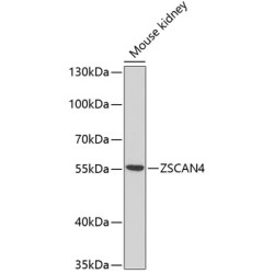 ZSCAN4C Rabbit pAb