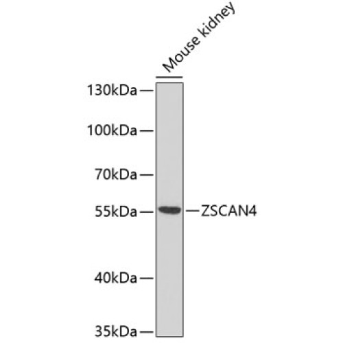 ZSCAN4C Rabbit pAb