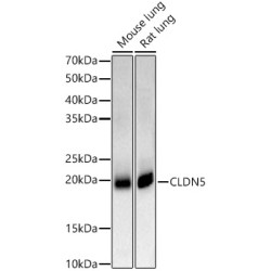 CLDN5 Rabbit pAb
