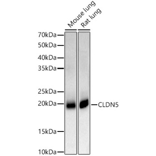 CLDN5 Rabbit pAb