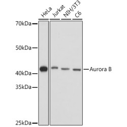 Aurora B Rabbit pAb