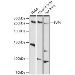 EVPL Rabbit pAb