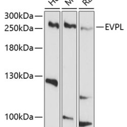 EVPL Rabbit pAb