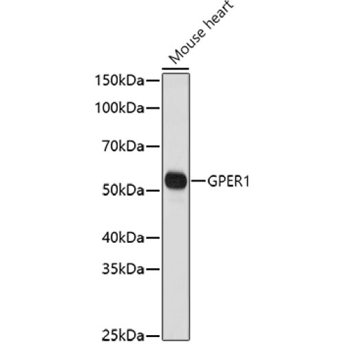 GPER1 Rabbit pAb