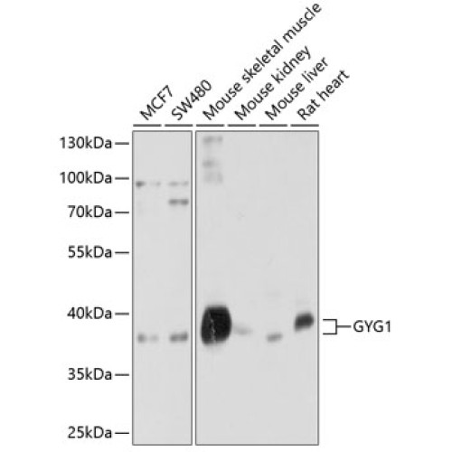 GYG1 Rabbit pAb