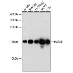 H3F3B Rabbit pAb