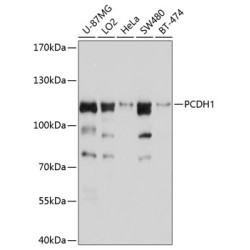 PCDH1 Rabbit pAb