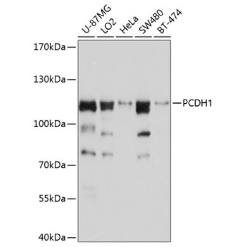 PCDH1 Rabbit pAb
