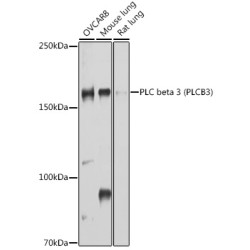 PLC beta 3 (PLCB3) Rabbit pAb