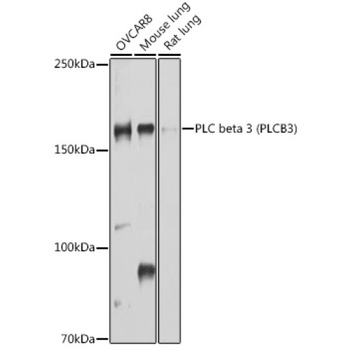 PLC beta 3 (PLCB3) Rabbit pAb