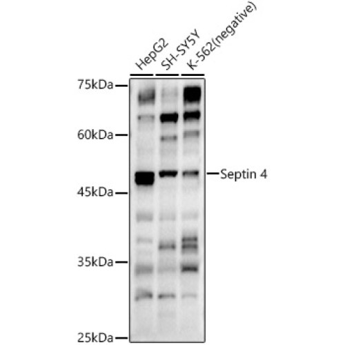 Septin 4 Rabbit pAb