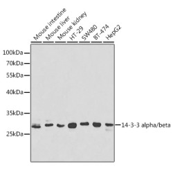 14-3-3 alpha/beta Rabbit pAb
