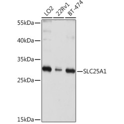 SLC25A1 Rabbit pAb