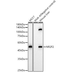 NR2F2 Rabbit pAb