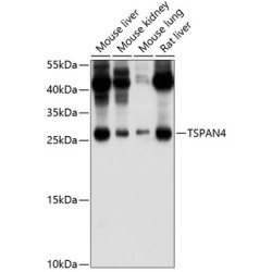 TSPAN4/NAG-2 Rabbit pAb