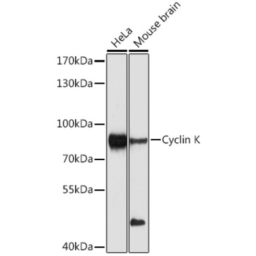 Cyclin K Rabbit pAb