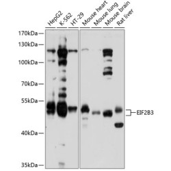 EIF2B3 Rabbit pAb